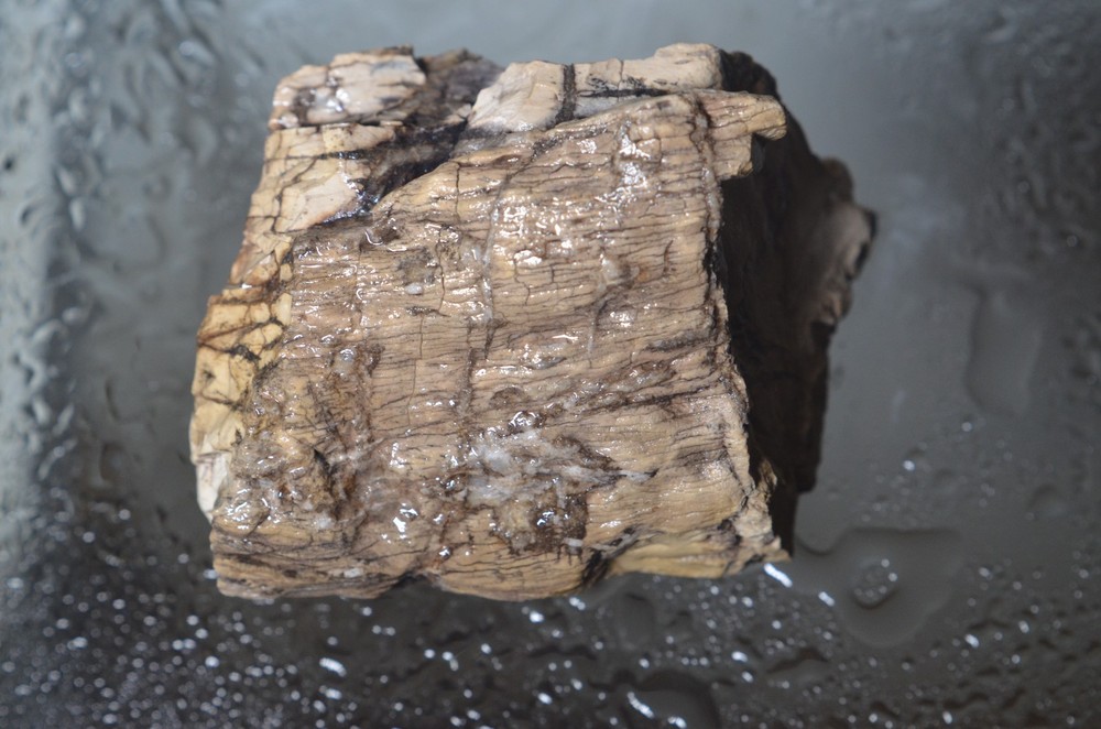 Utah Petrified Wood