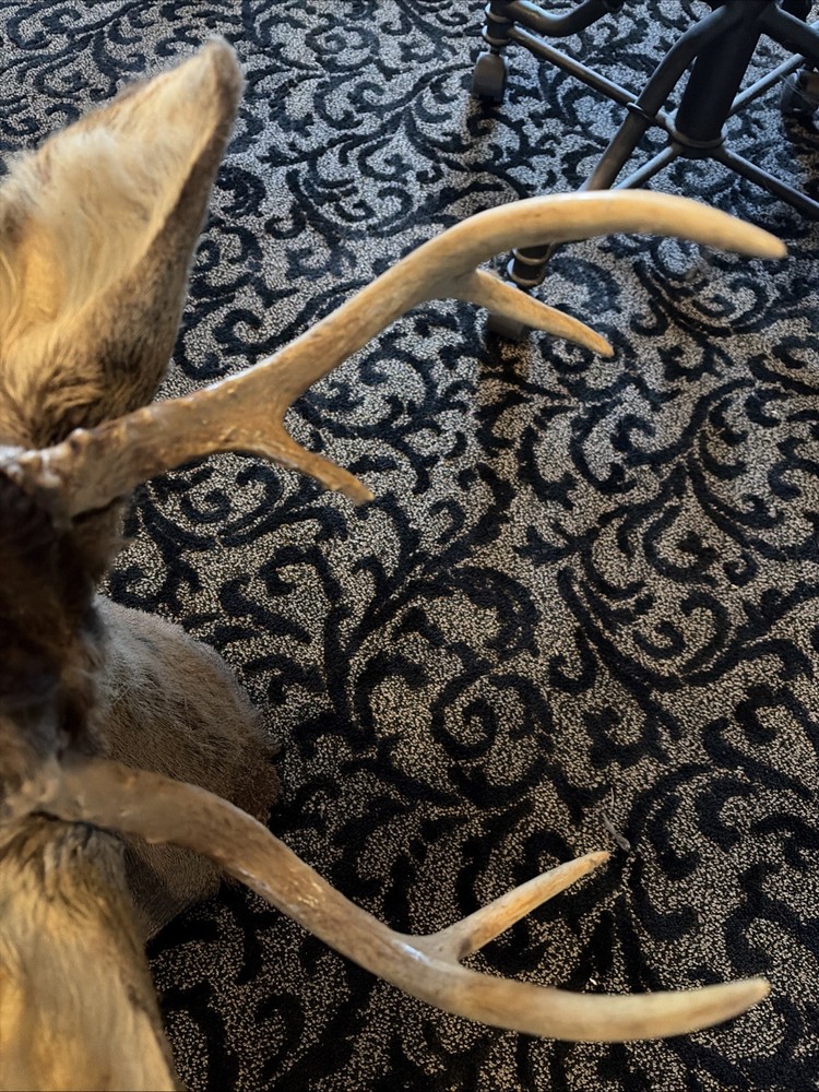 5 Point Deer Mount