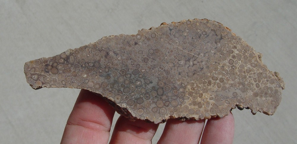 Oolite Lapidary Slab T1211