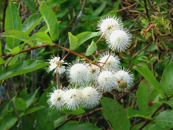 2 Buttonbush Plant 12-24" Tall Bare Root Shrub Cephalanthus occidentalis