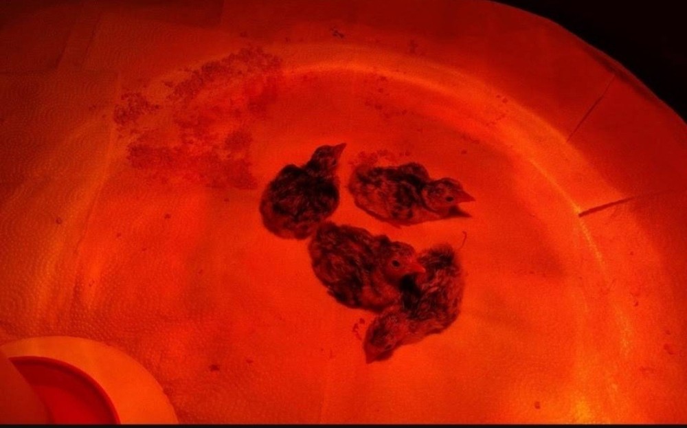 12 Eastern Wild Turkey Hatching Eggs