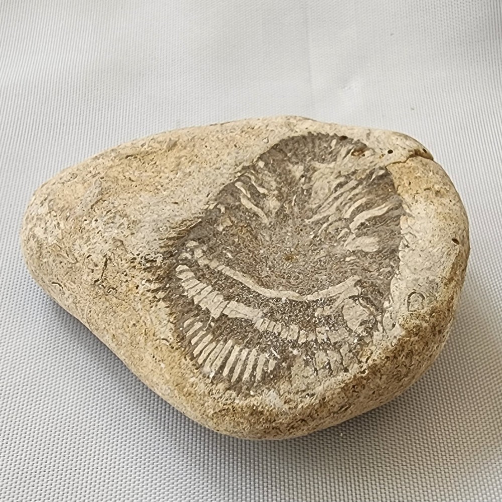 Ancient Prehistoric Leaf Plant Trace Fossil Original Unmodified Found Condition
