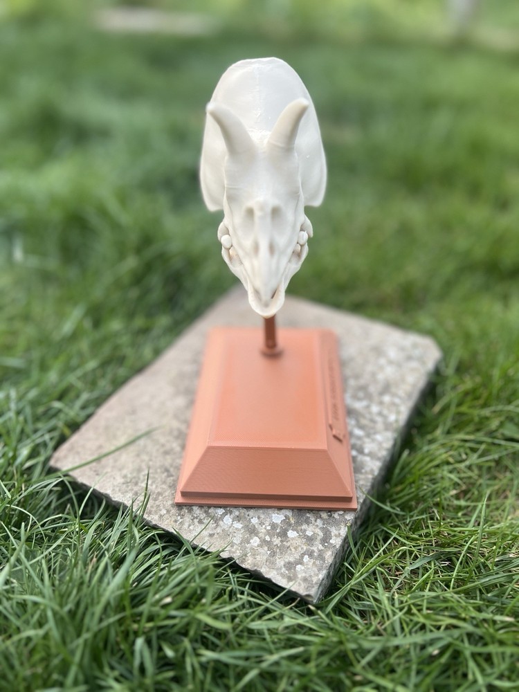 Triceratops Dinosaur Skull With Stand Bone White 3d Printed Replica