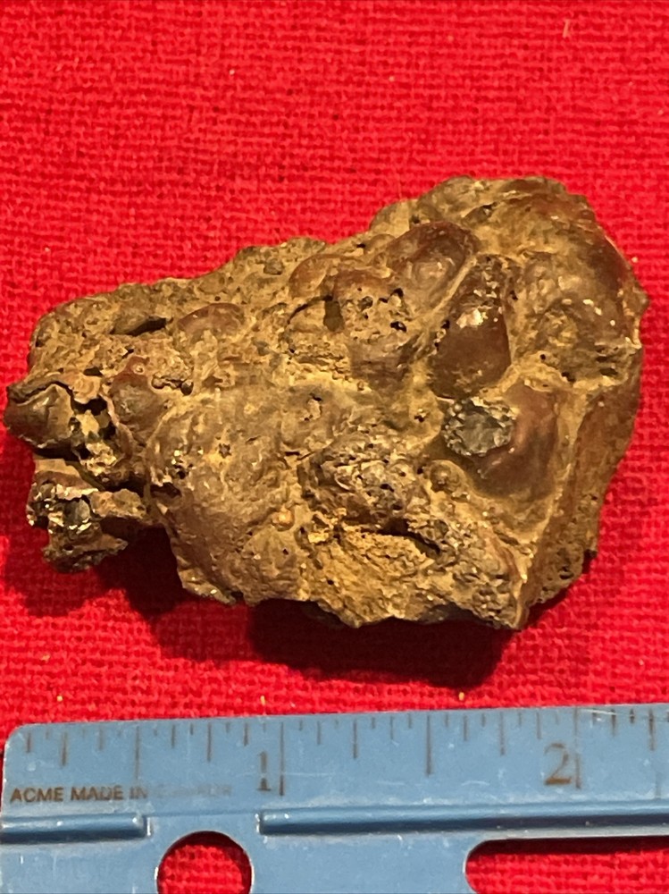 prehistoric Sea animals, Fossilized