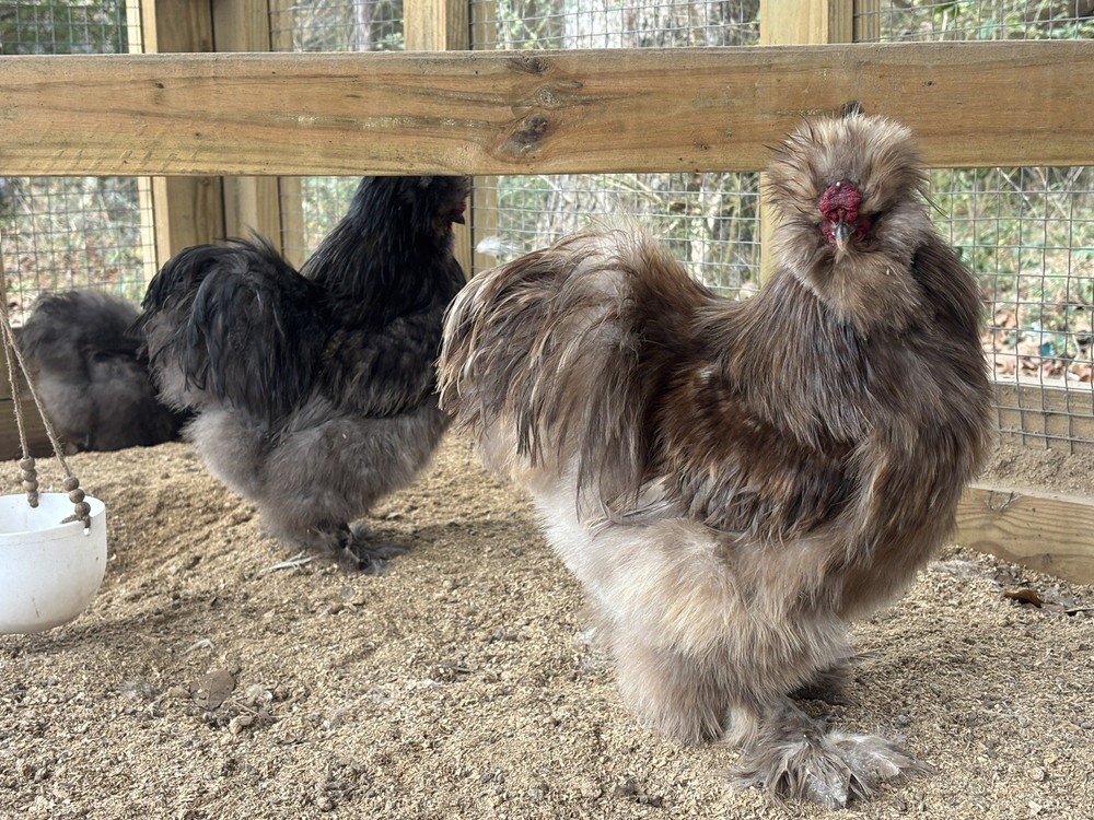 NPIP/ai clean Chocolate Silkie hatching eggs!