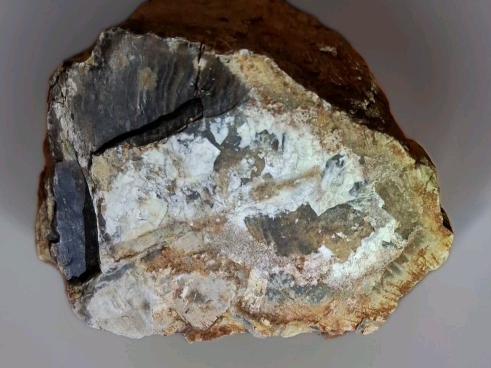 Petrified Wood 680g