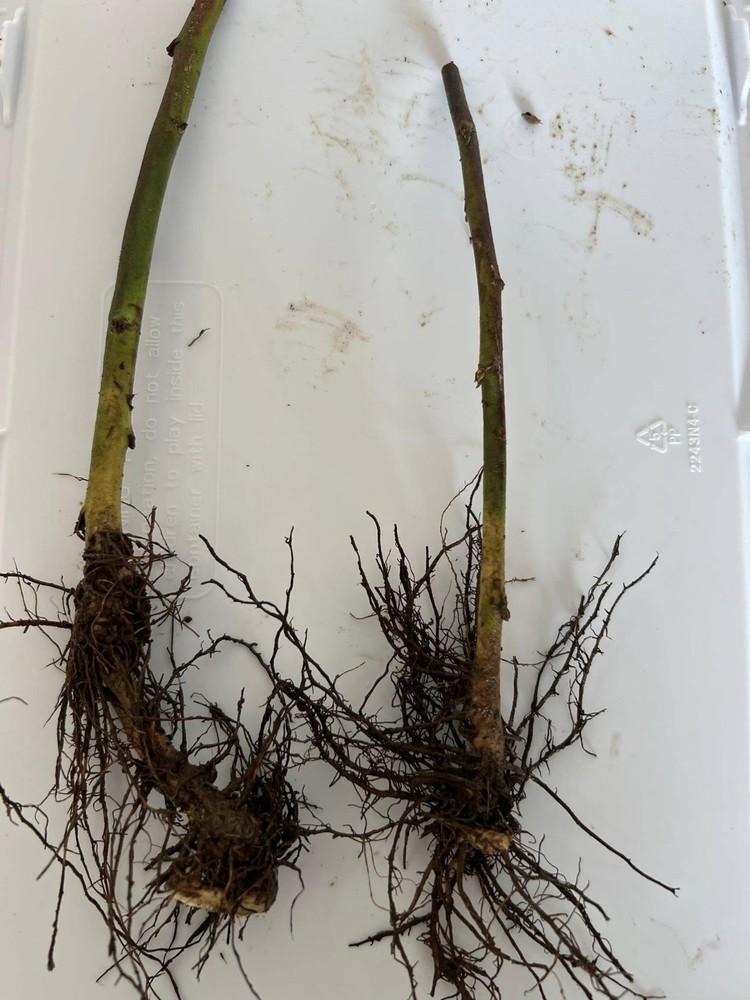 Ouachita Blackberry Bare Root Plants (10 Pack) - Thornless