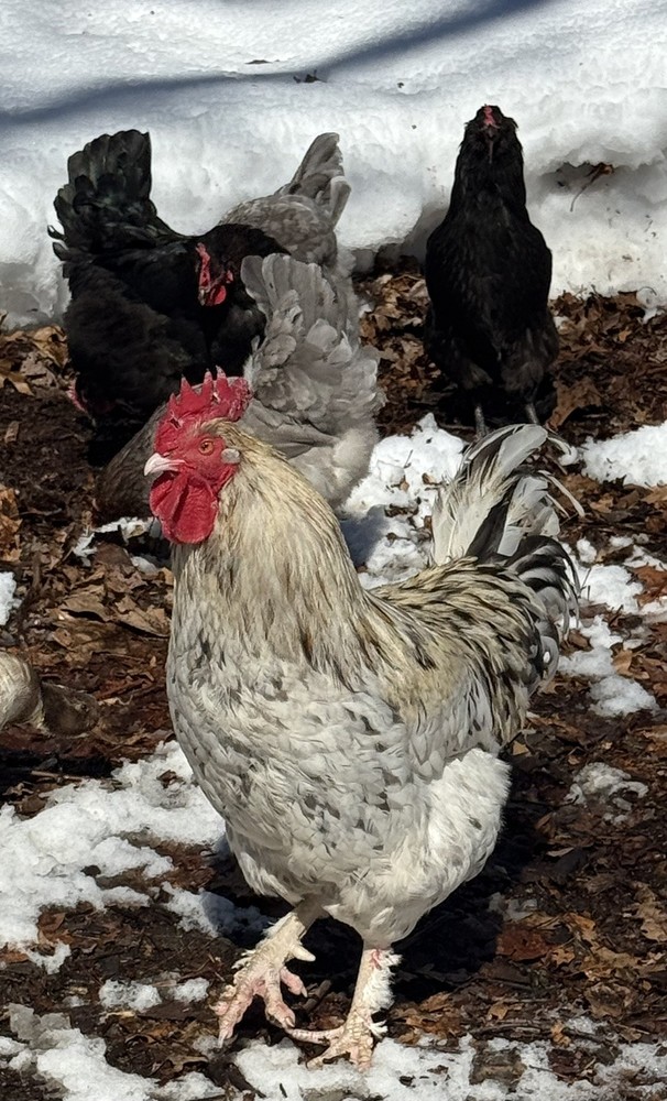 12 BBS Copper Marans And Multi Gen Olive Egger Hatching Eggs
