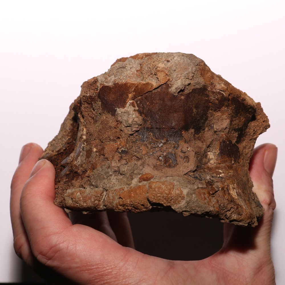 Edmontosaurus Vertebra - Hell Creek Formation Cretaceous - Beautiful Piece