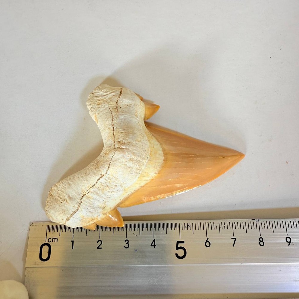 Authentic Otodus Obliquus Shark Tooth – Fossil Cretaceous Morocco