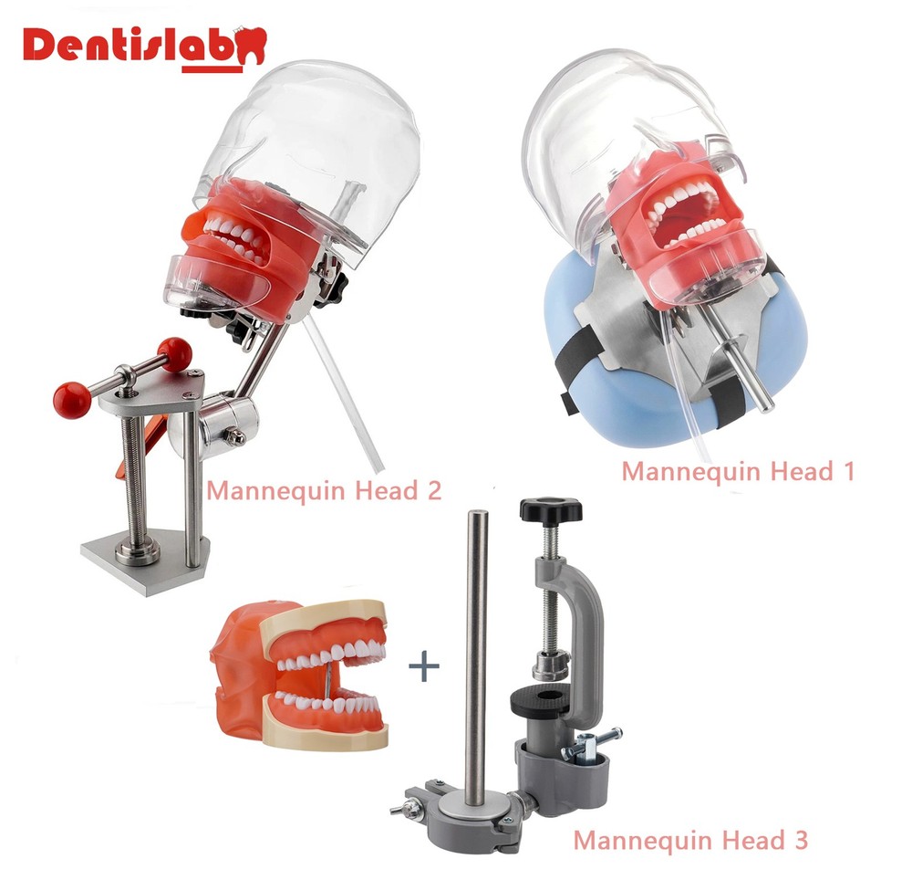 US Dental Simulator Mannequin Head Teeth Model Typodont Model &Teeth Mount Pole