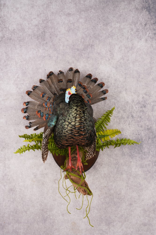 Ocellated Turkey SKU 3192