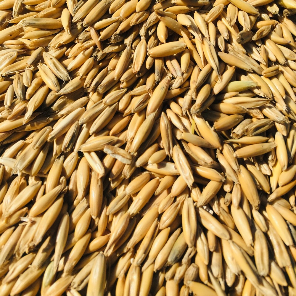 Whole Grain Oats Animal Feed Unhulled