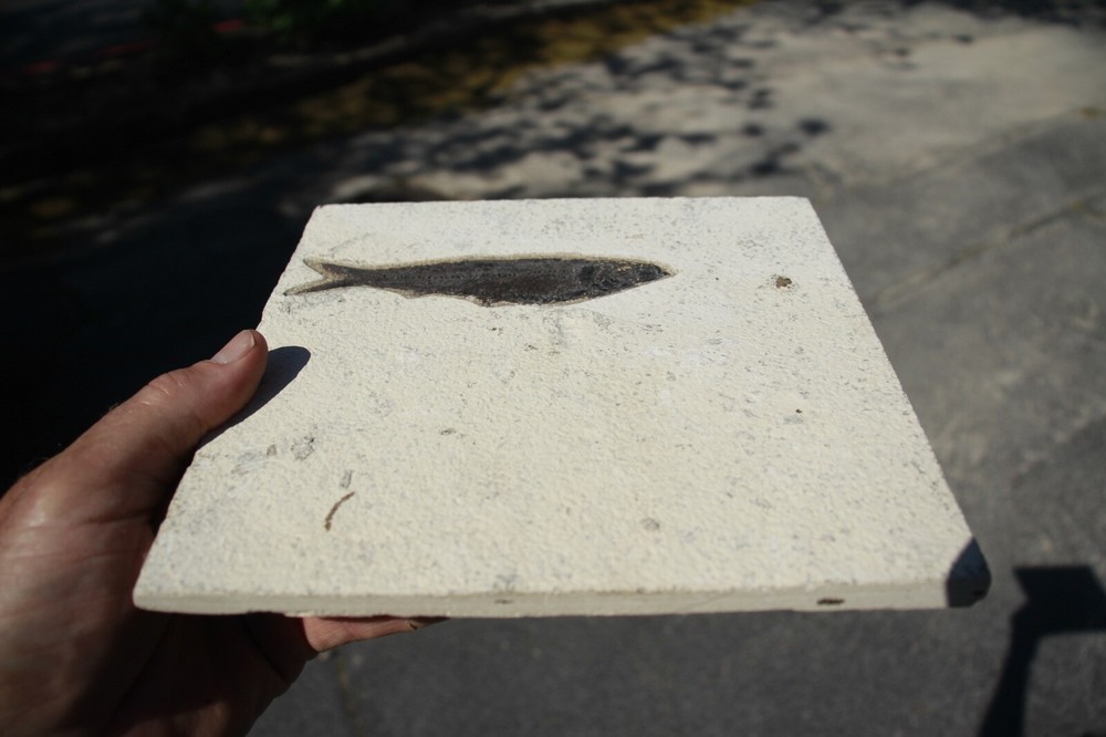 Fossil Fish • Knightia eocena • 5.5"