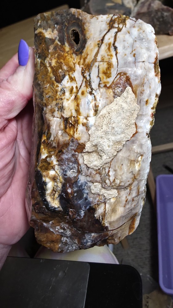 agatized petrified wood 3pc. Lot