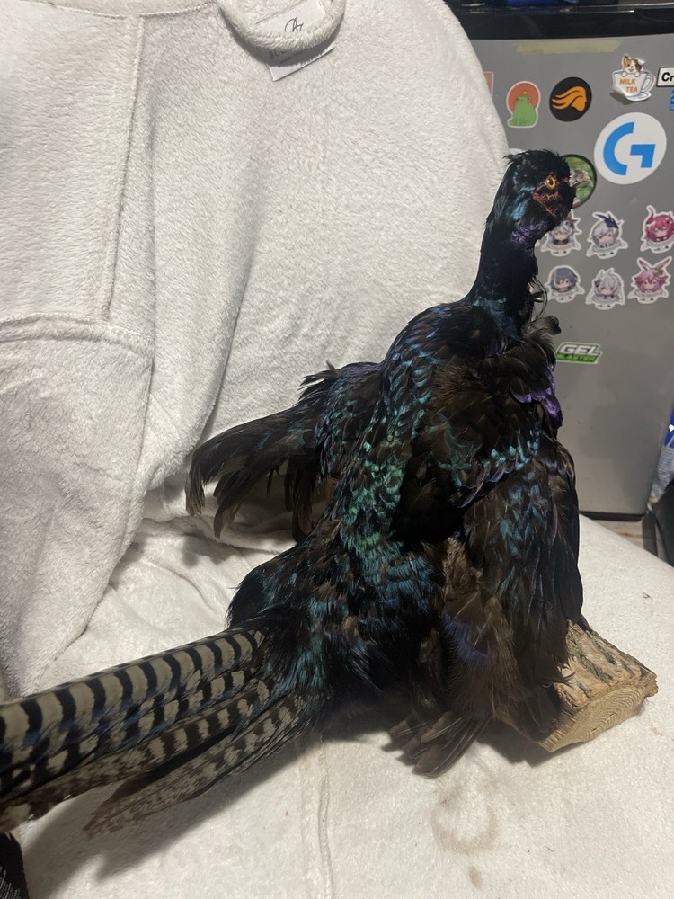 Pheasant Taxidermy