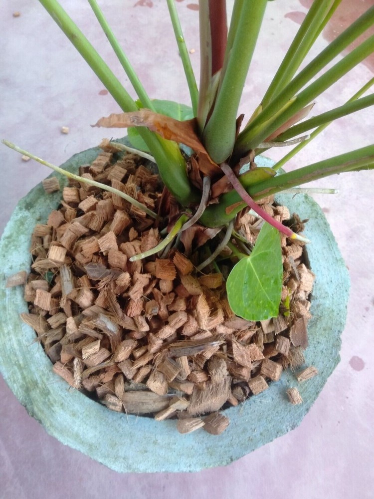 200g natural coconet huks chips