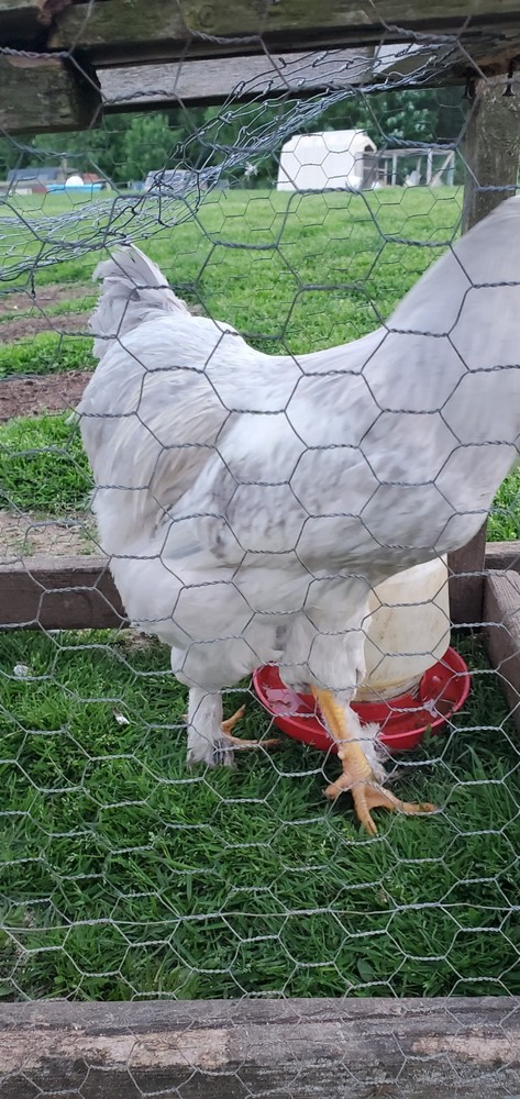 Self Blue Light Columbia Brahma Hatching Eggs 6+