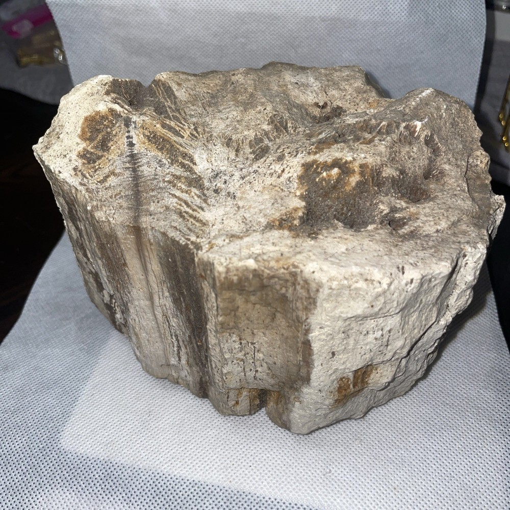 Petrified Wood. 4.705 Lbs