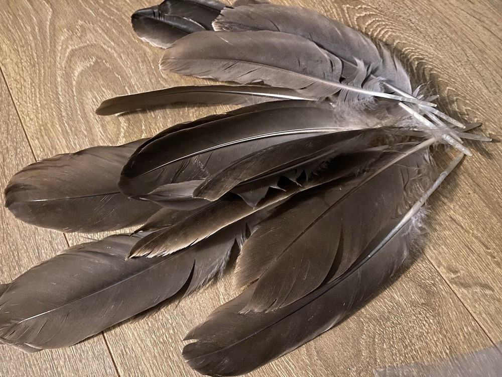 Medium/Large Canada Goose feather / Natural Real Feathet