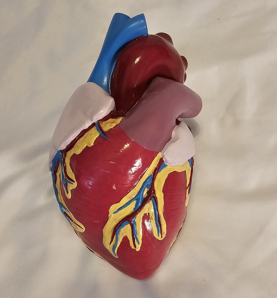VTG 1994 GPI Anatomicals Heart Model 2 Pieces Colors