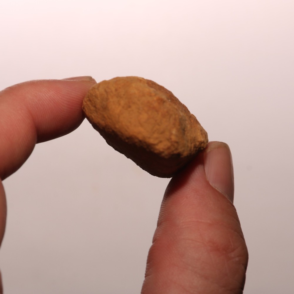 Dinosaur Scute Node - Hell Creek Formation - Nice - CRETACEOUS