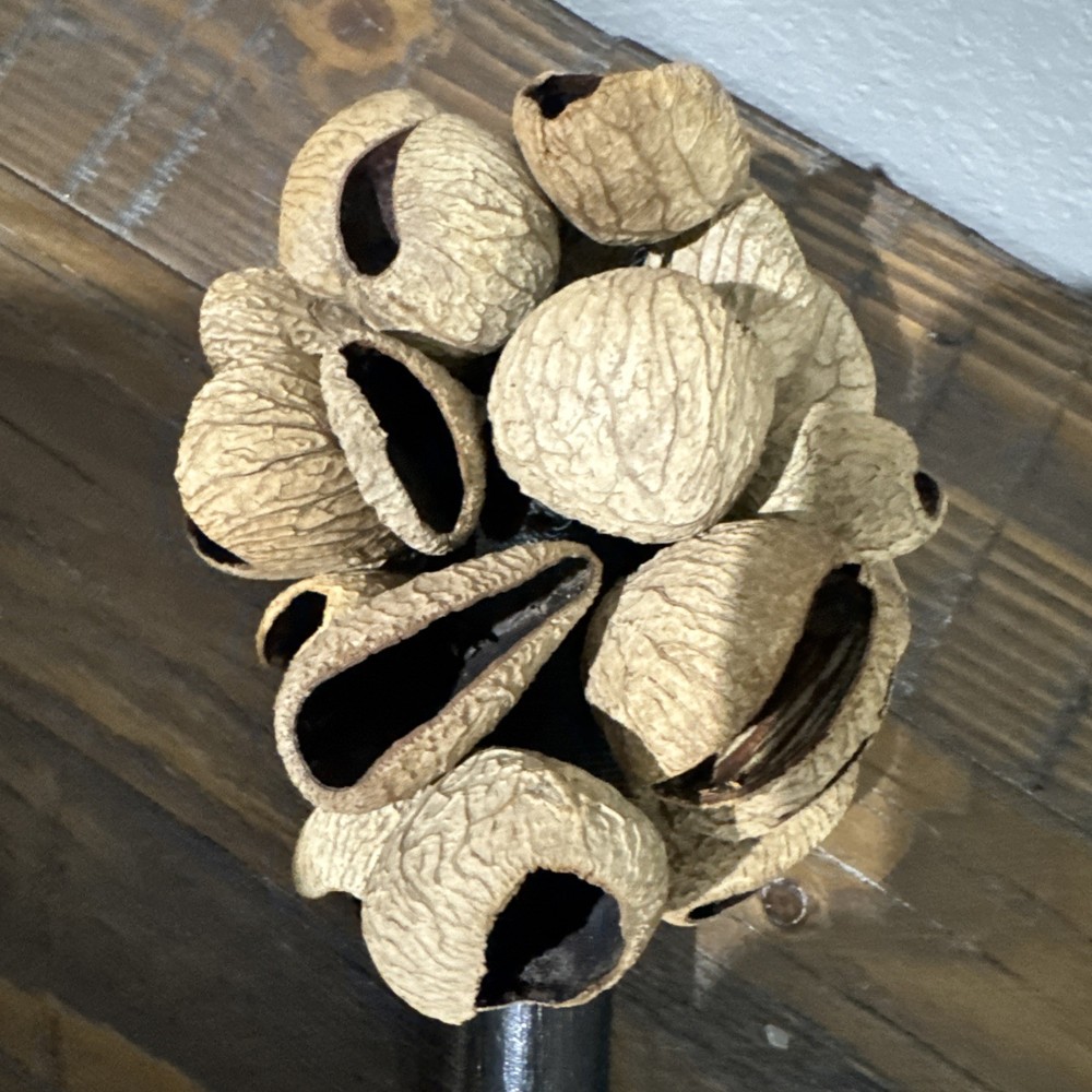 Pangolin Seed Shell Hand Shaker Decorative Bamboo Handle Hand Made Indonesia