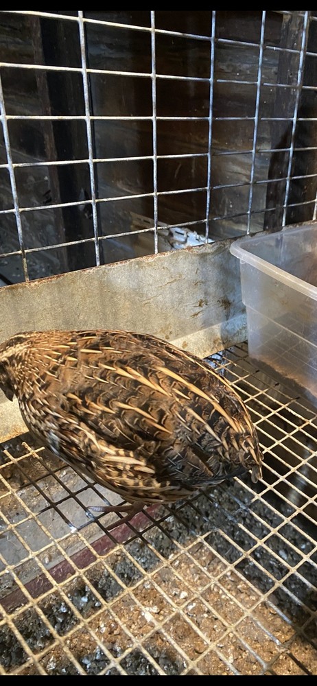 Quail Hatching Eggs with Natural Speckled Shells
