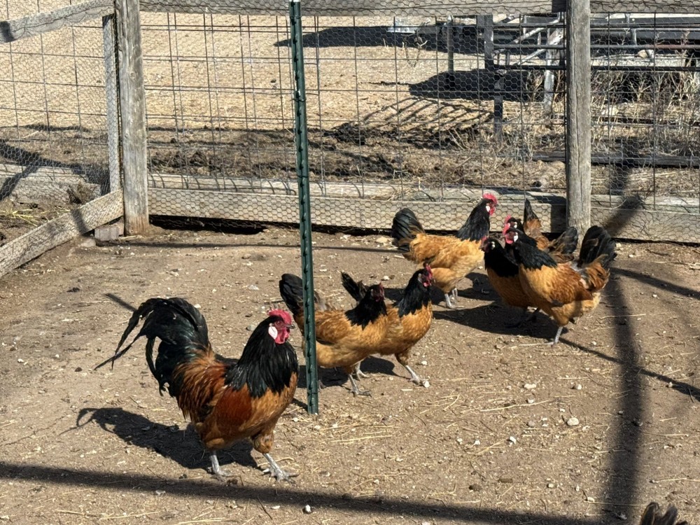 German Vorwerk Hatching Eggs