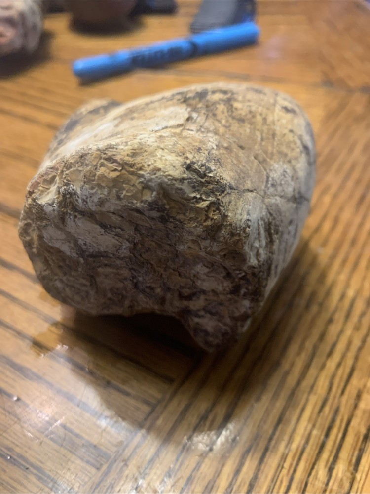 Fossils
