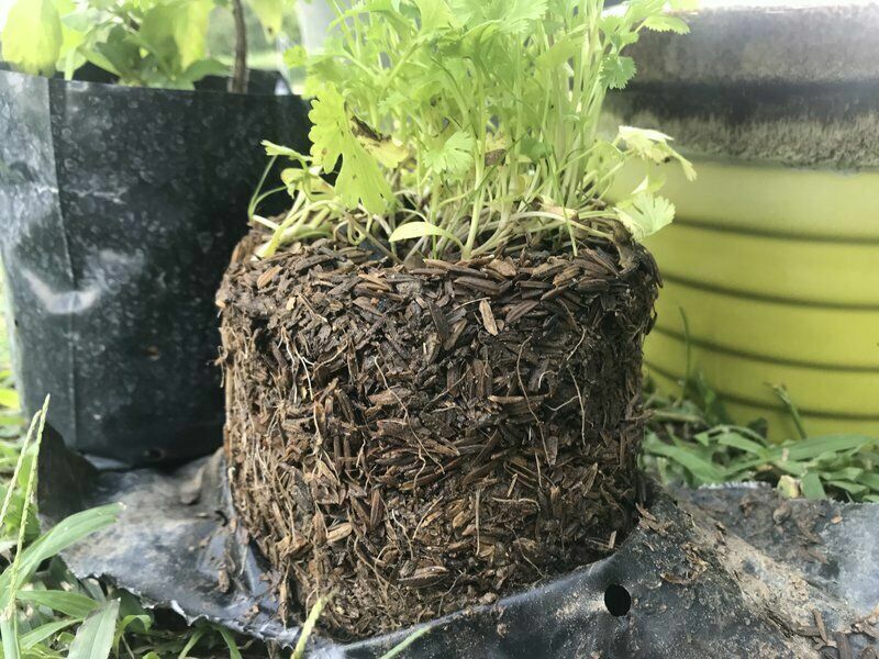 100% Organic Natural paddy Fertilizer Hydroponic Growing Burned Rice Husk Ash