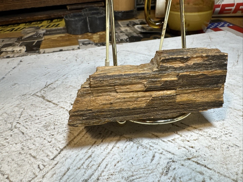 Petrified Wood Specimen 8oz