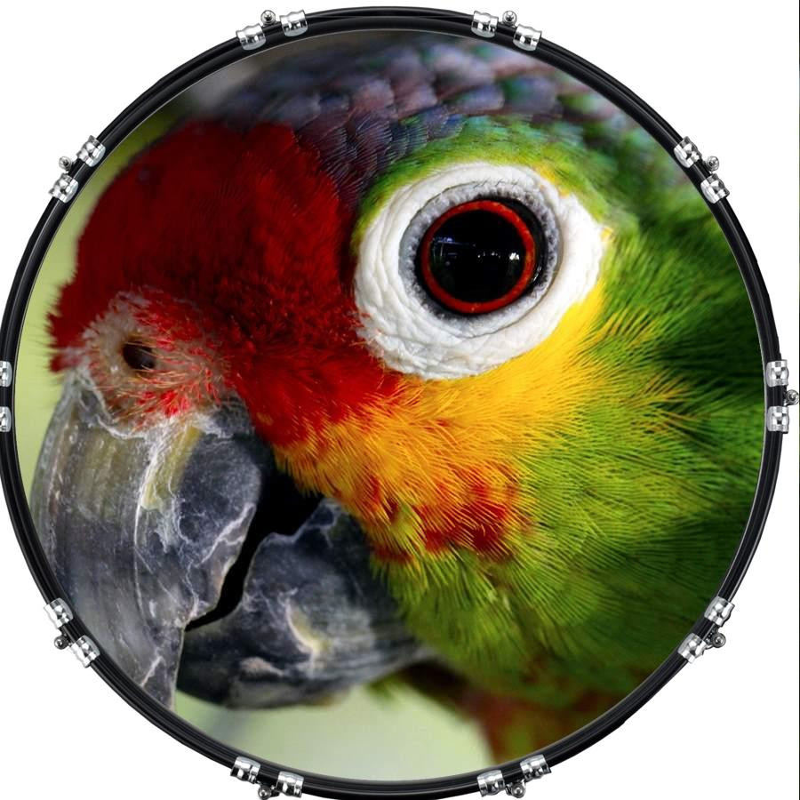 20" Custom Bass Kick Drum Front Head Graphical Graphic Parrot 1