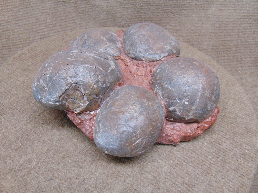 Mongolian dinosaur (Therizinosaur?) 5 egg nest cast replica