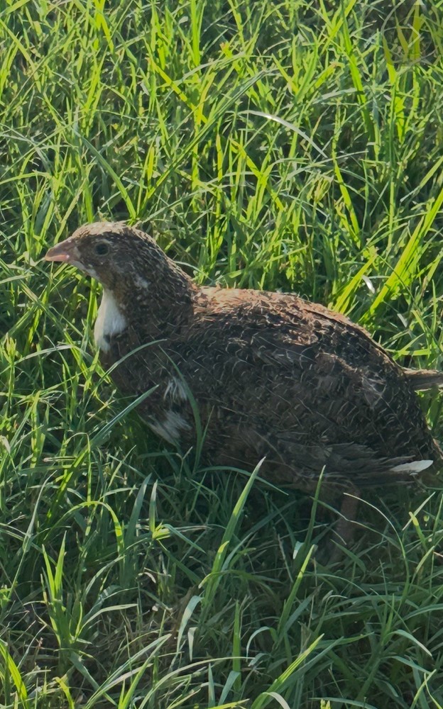 10+ Celadon Blue Coturnix Quail Hatching Eggs **100% TRUE BLUE**