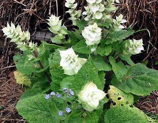 4 oz Candle Scent Oil-CLARY SAGE