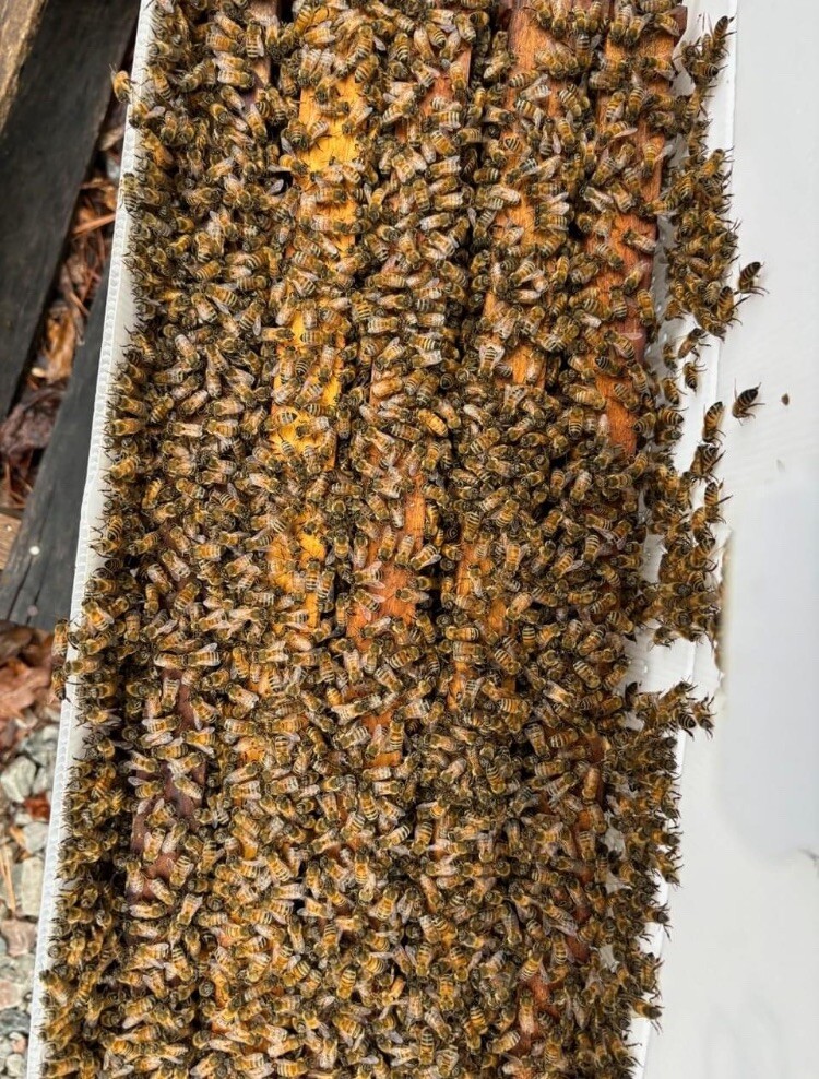 Ultrabee Dry Pollen Bulk Bag 2Lbs. 58% Protein