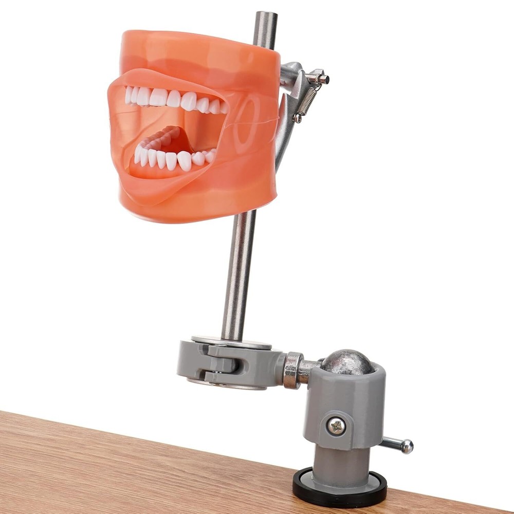 US Dental Typodont Mounting Pole & 32 Removable Teeth Model Set - 360° Rotating