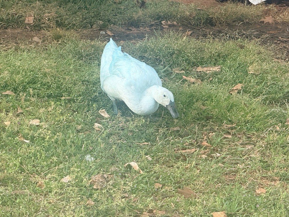Sliver/black/blue Swedish 12 Hatching Eggs.