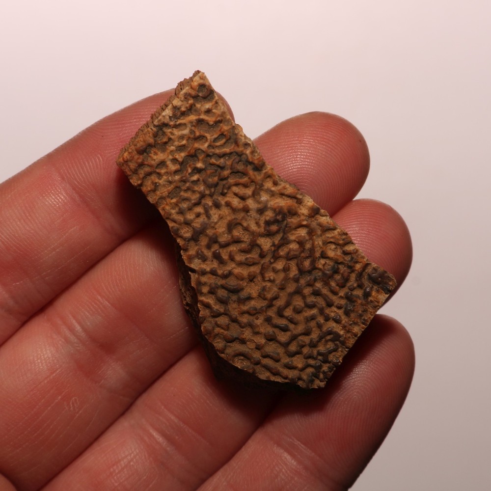 Turtle Shell Dinosaur Aged - Hell Creek Formation - Nice - CRETACEOUS