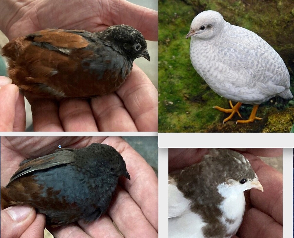 20 White & Tuxedo BUTTON QUAIL EGGS ships USPS PRIORITY @ your risk READ ALL
