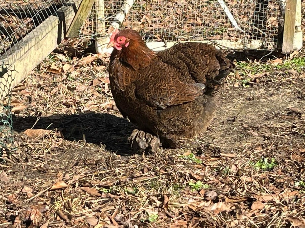 6 + 1 Double Laced Partridge Bantam Cochin Hatching Eggs