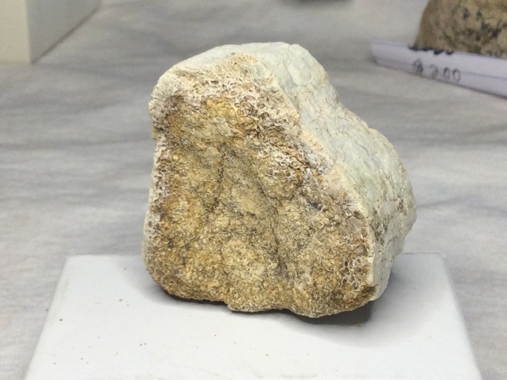 Sauropod dinosaur partial vertebrae/ centrum fossil