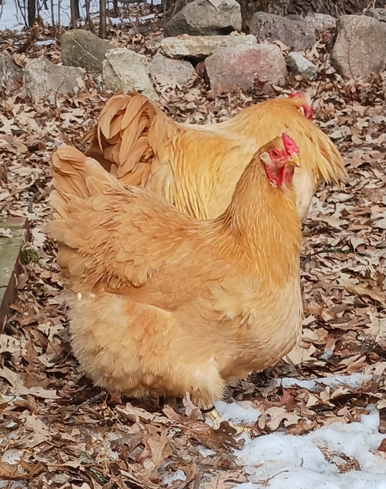 10++ Buff Wyandotte Hatching Eggs