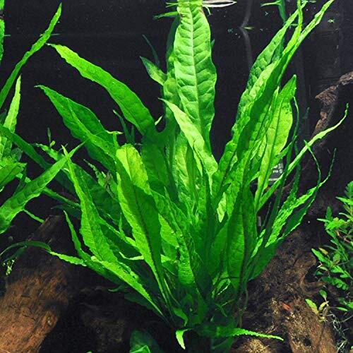Java Fern (Rooted in Small Lava Rock)