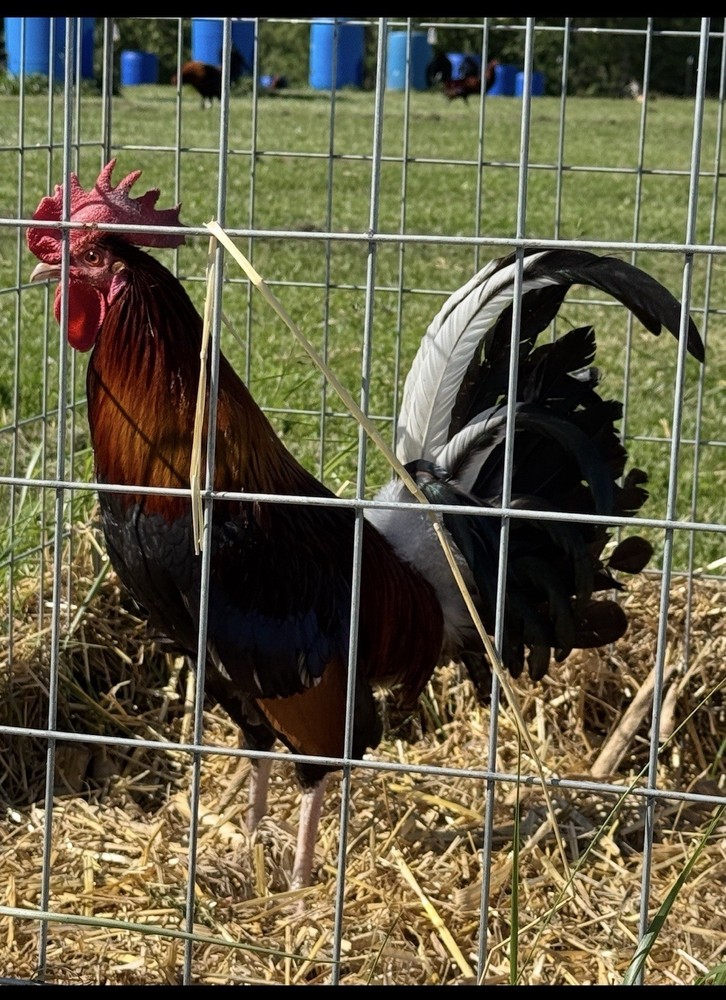 12+ Fertile Chicken Hatching Eggs