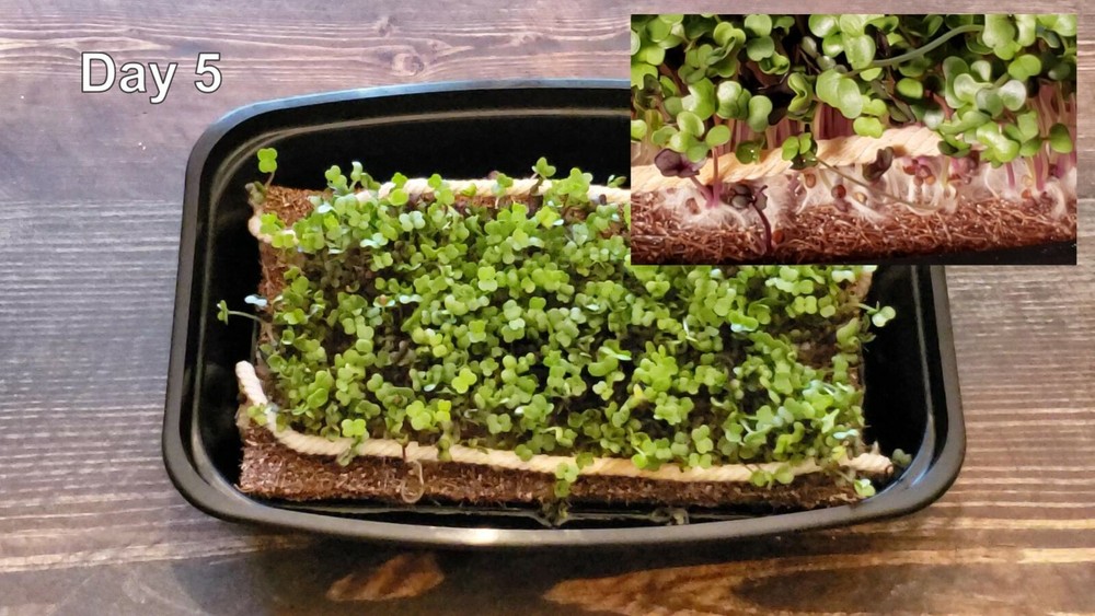 Microgreen Grow Kit - Basic Salad Mix