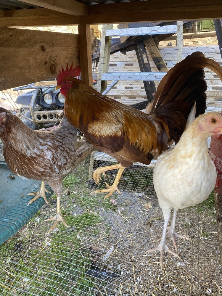 8+ Pure Pumpkin poultry hatching eggs