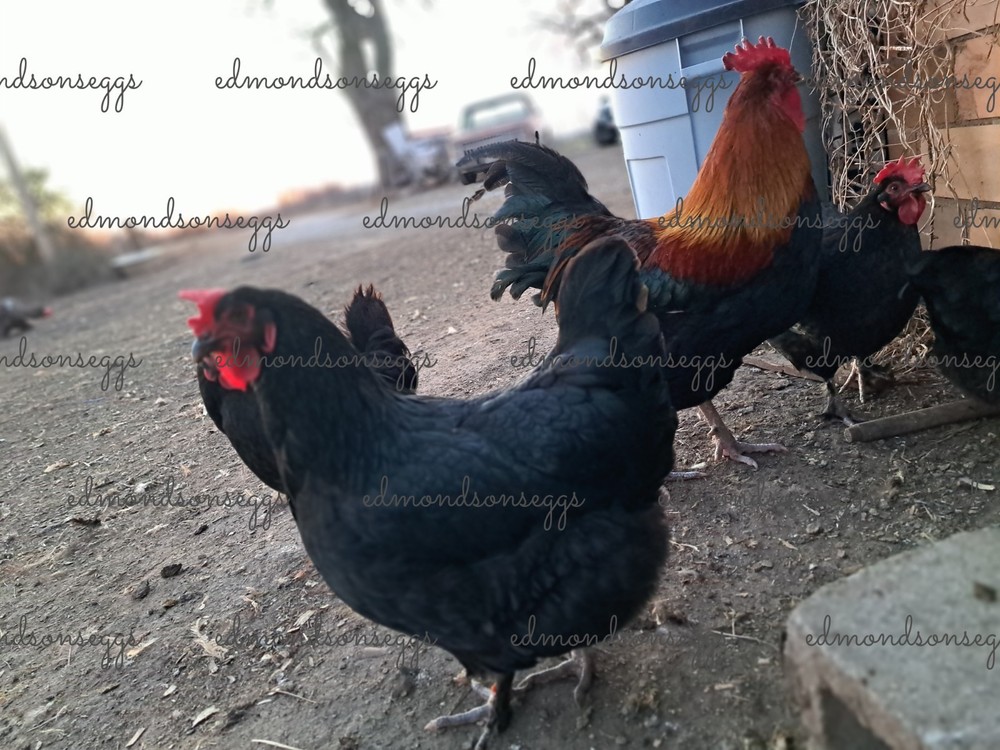 12 Colorful Hatching EGGS.multi Gen Olive EGGER Easter Egger Free Ranging Mix