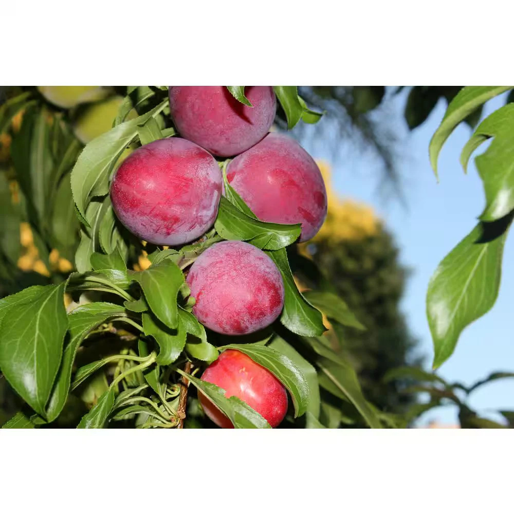 Online Orchards Dwarf Santa Rosa Plum Tree Bare Root Fruit Tree FTPL003